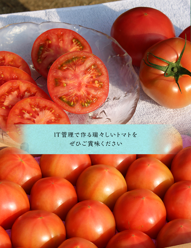 連絡など 熊本県ミニトマト農家 - 野菜